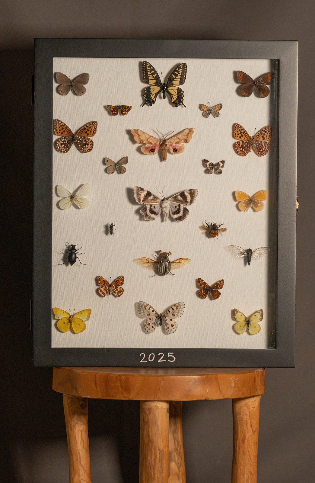 2025 Collection