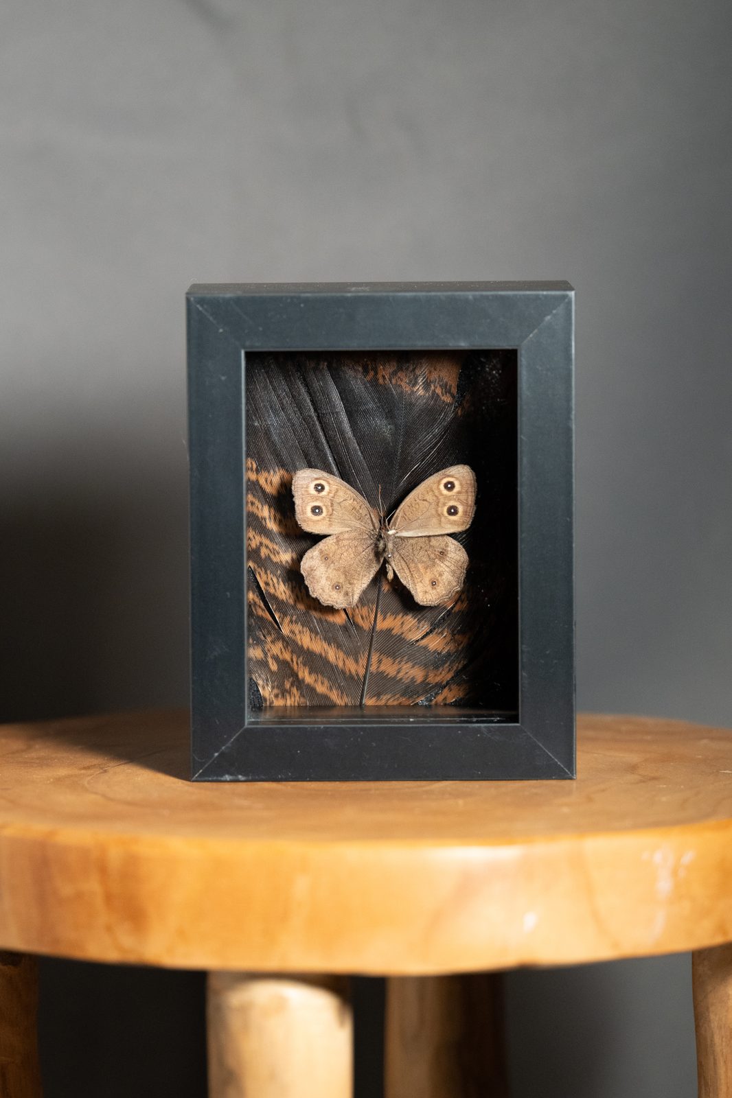 Wood Nymph and Wild Turkey Feather