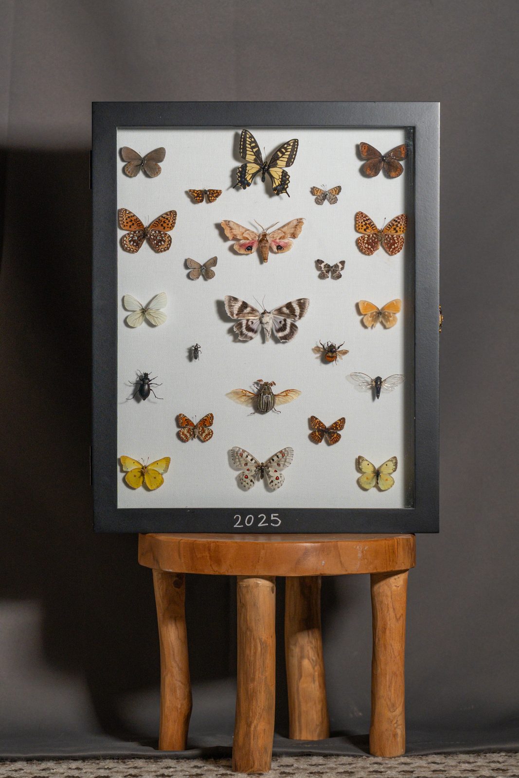 2025 Collection