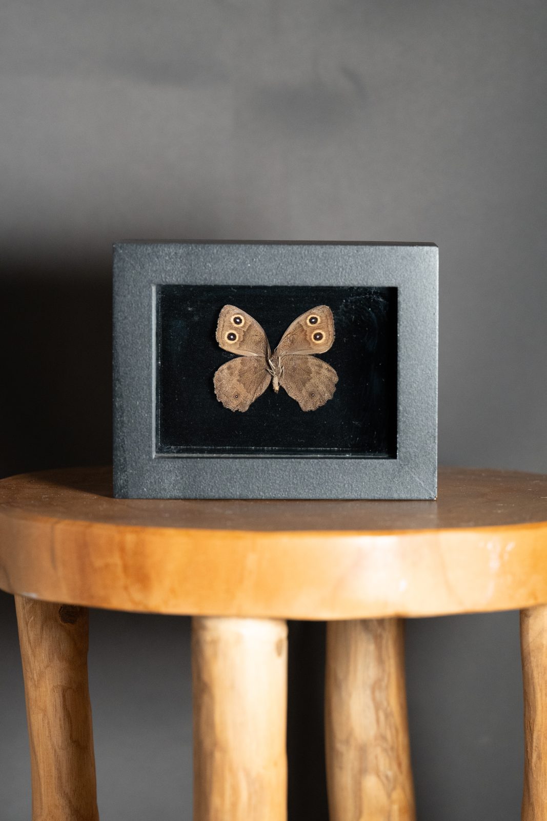 Wood Nymph