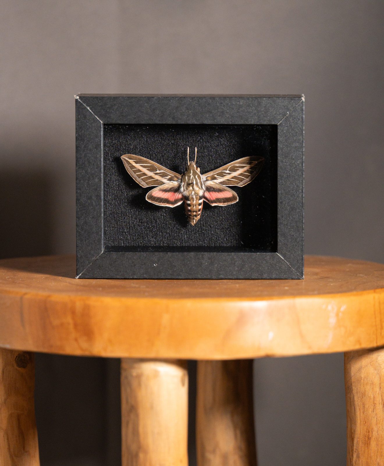 White-Lined Sphinx Moth