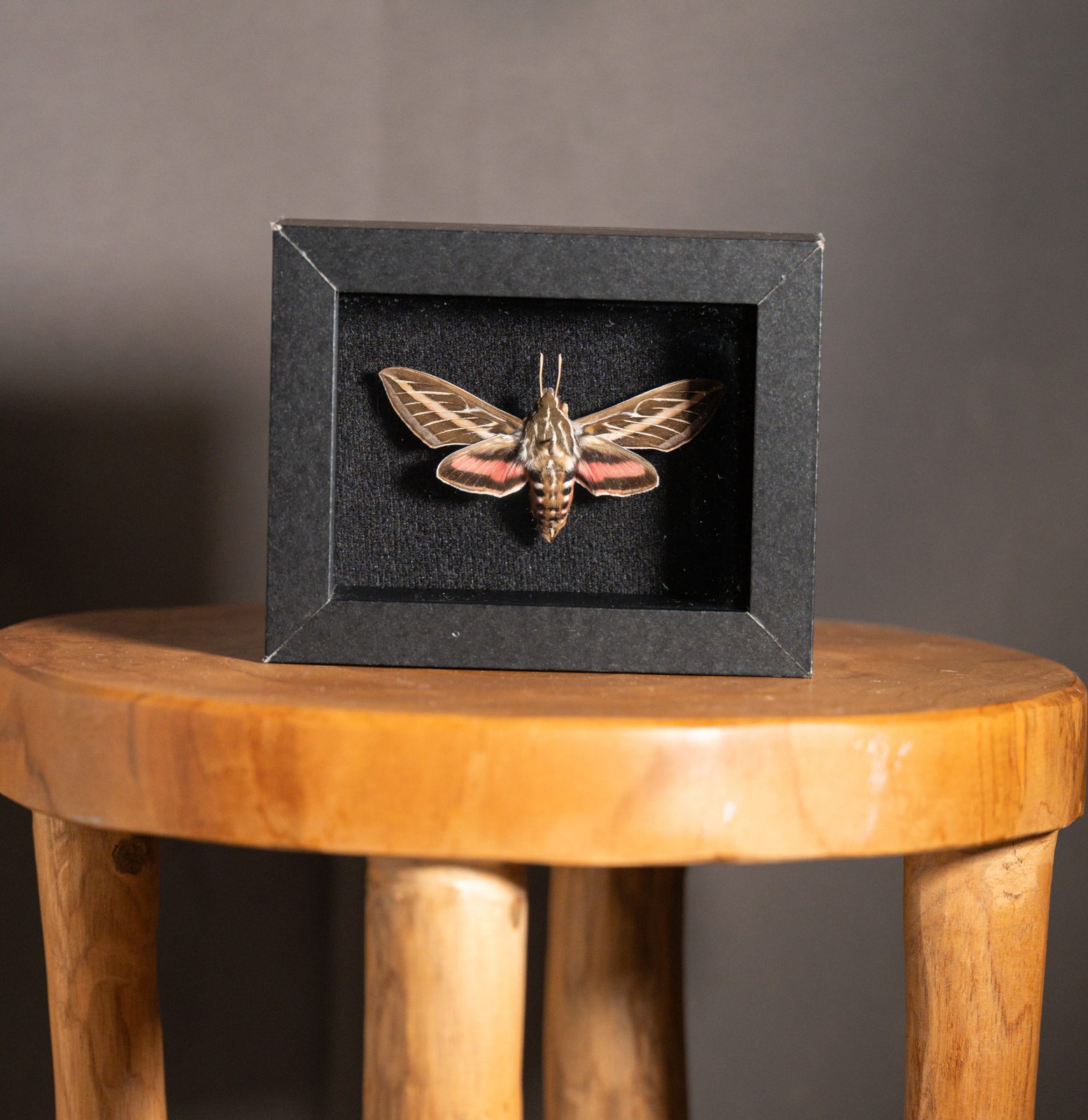 White-Lined Sphinx Moth