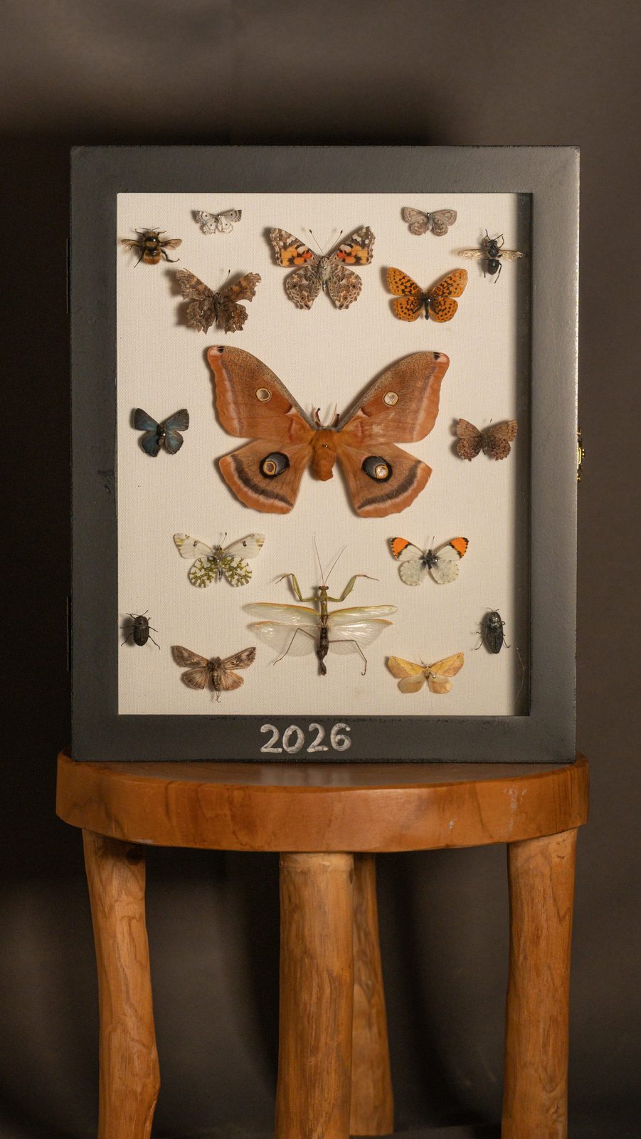 2026 Collection
