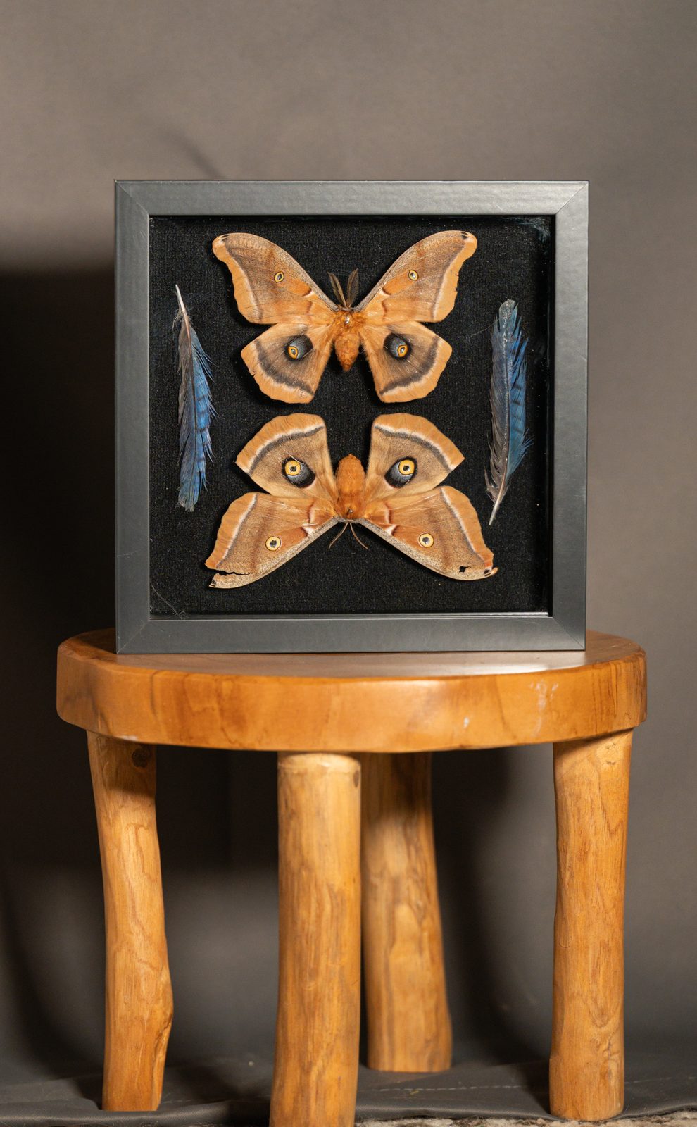 Polyphemus Moth and Bracken Fern