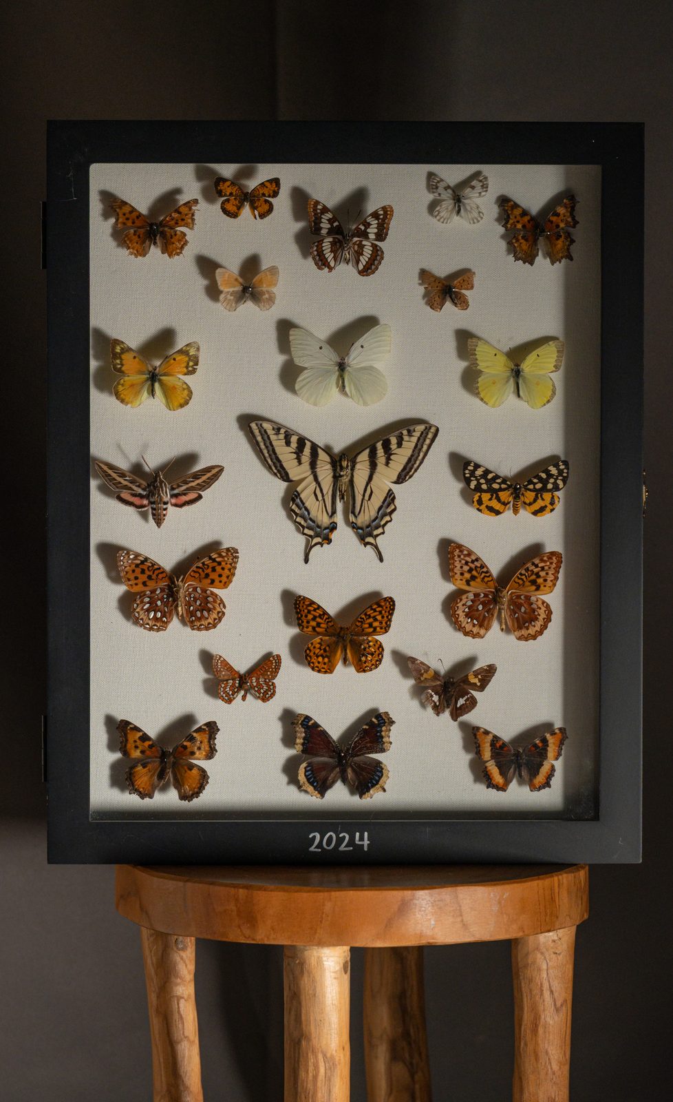2024 Collection, Butterflies and Moths