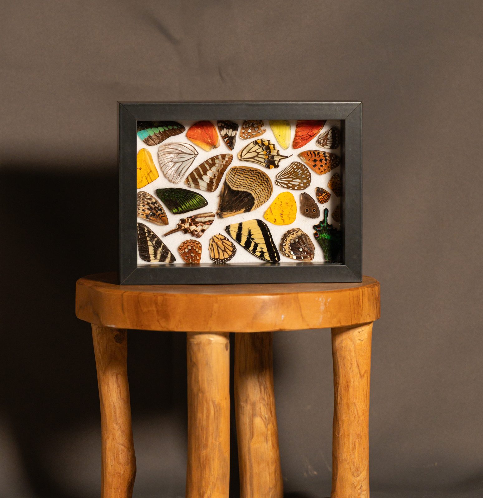 Butterfly Wing Mosaic