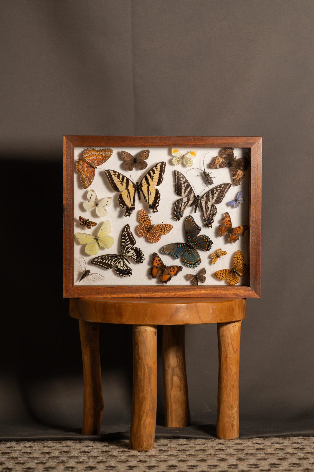 Insect Jumble