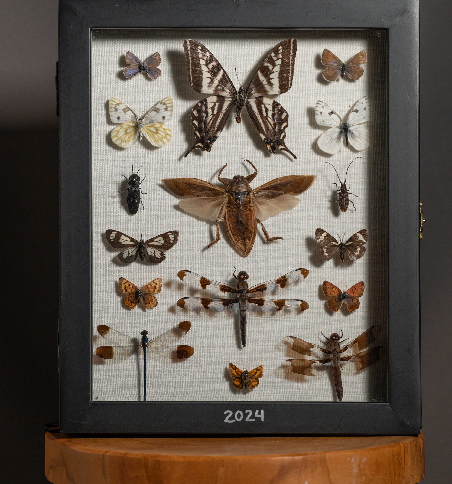 2024 Collection, Insects