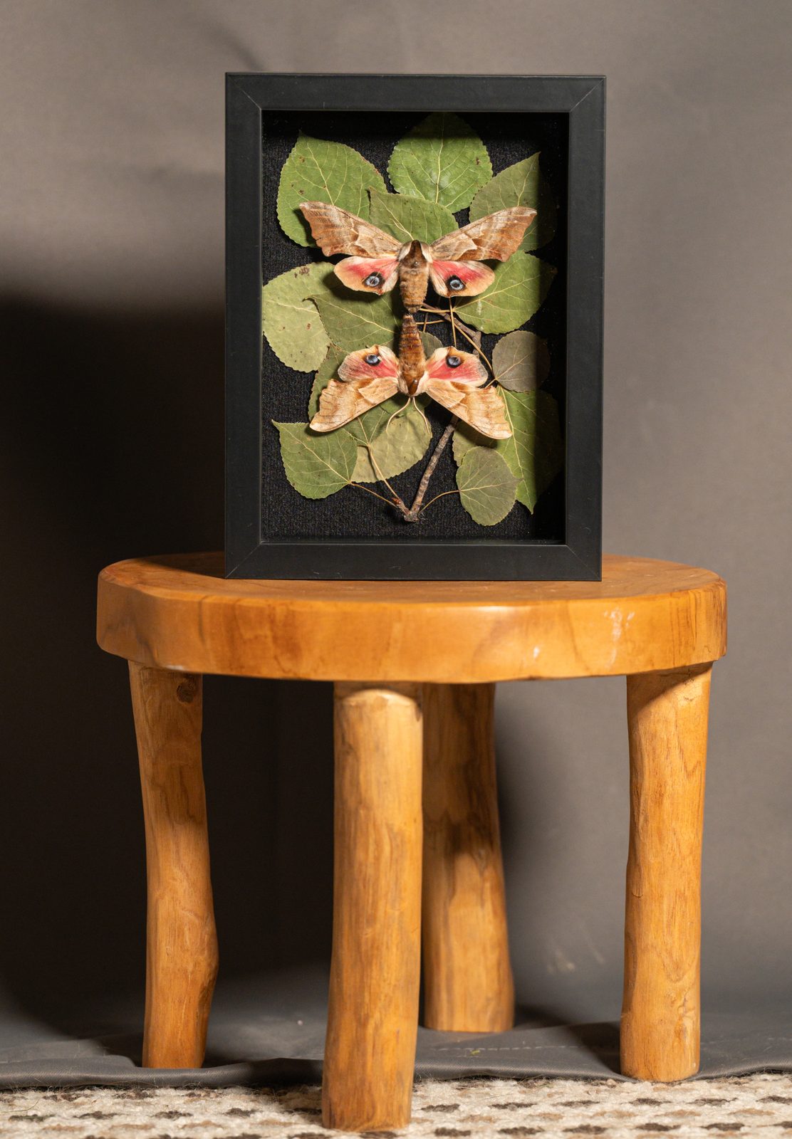 Twin-Spotted Sphinx Moth Lovers