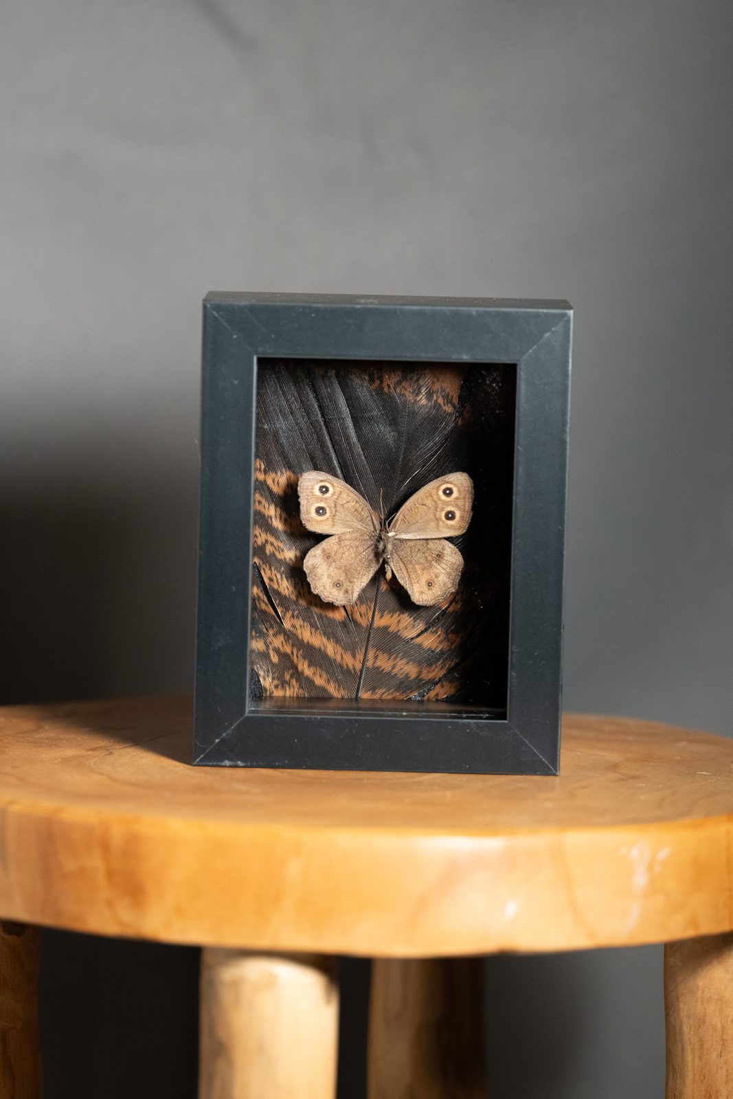 Wood Nymph and Wild Turkey Feather