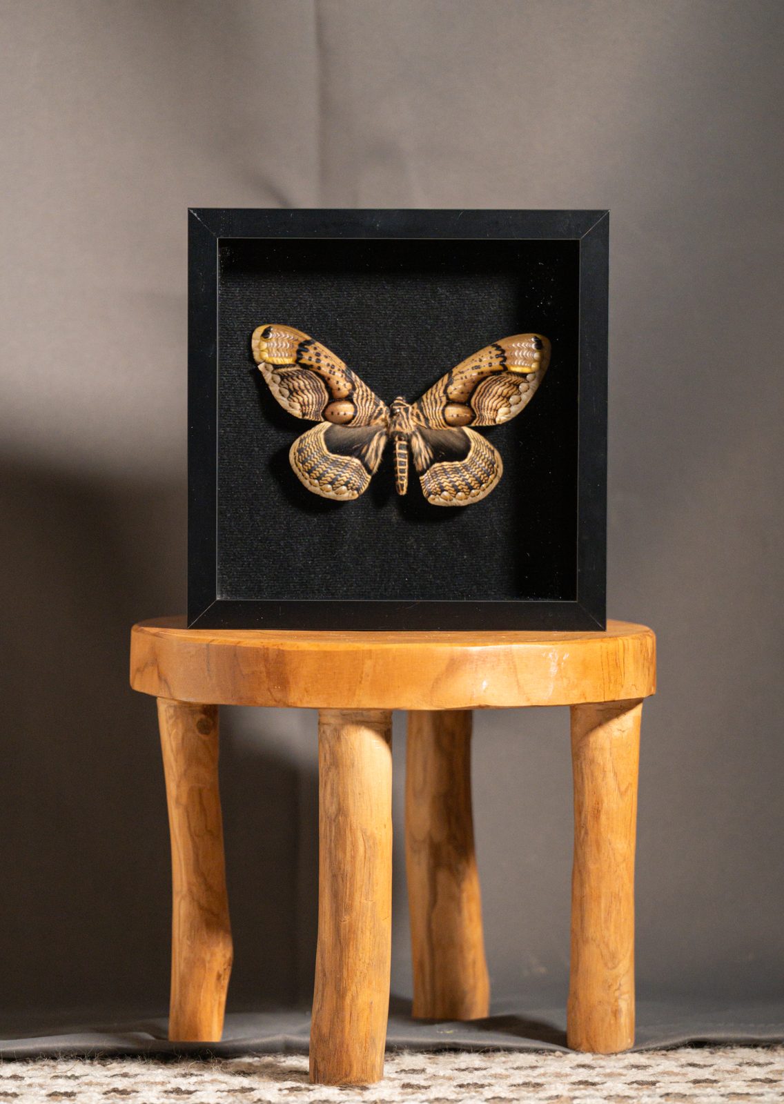 Owl Moth