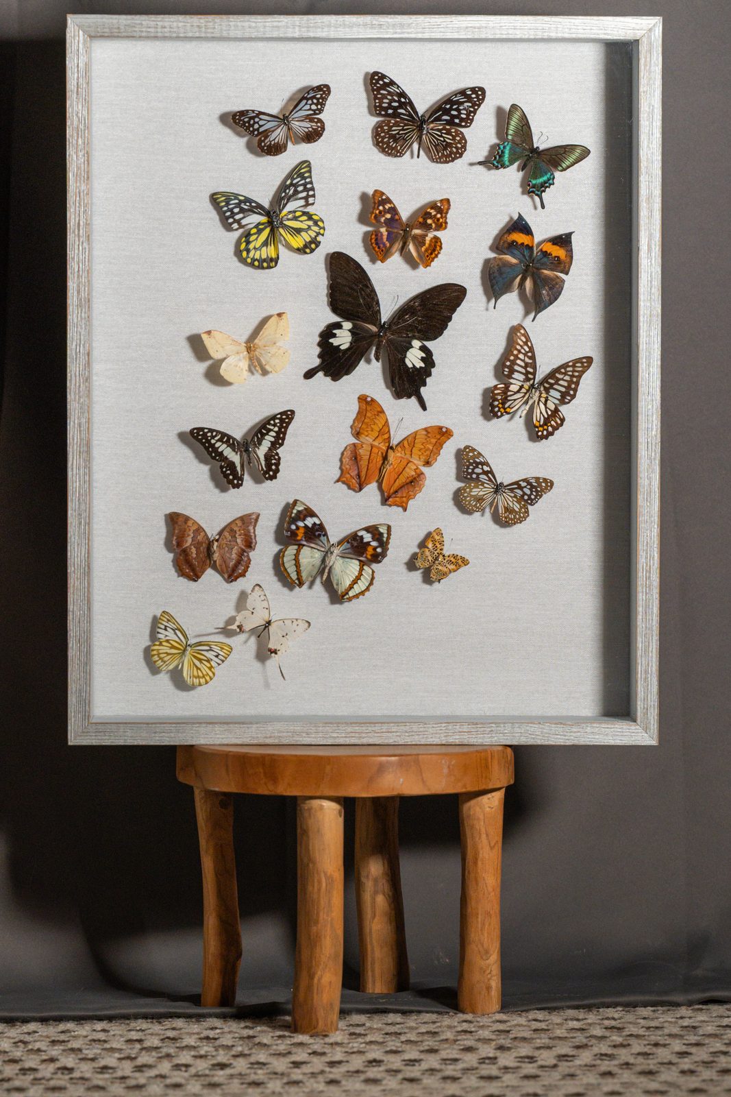 Seventeen Butterflies in Flight