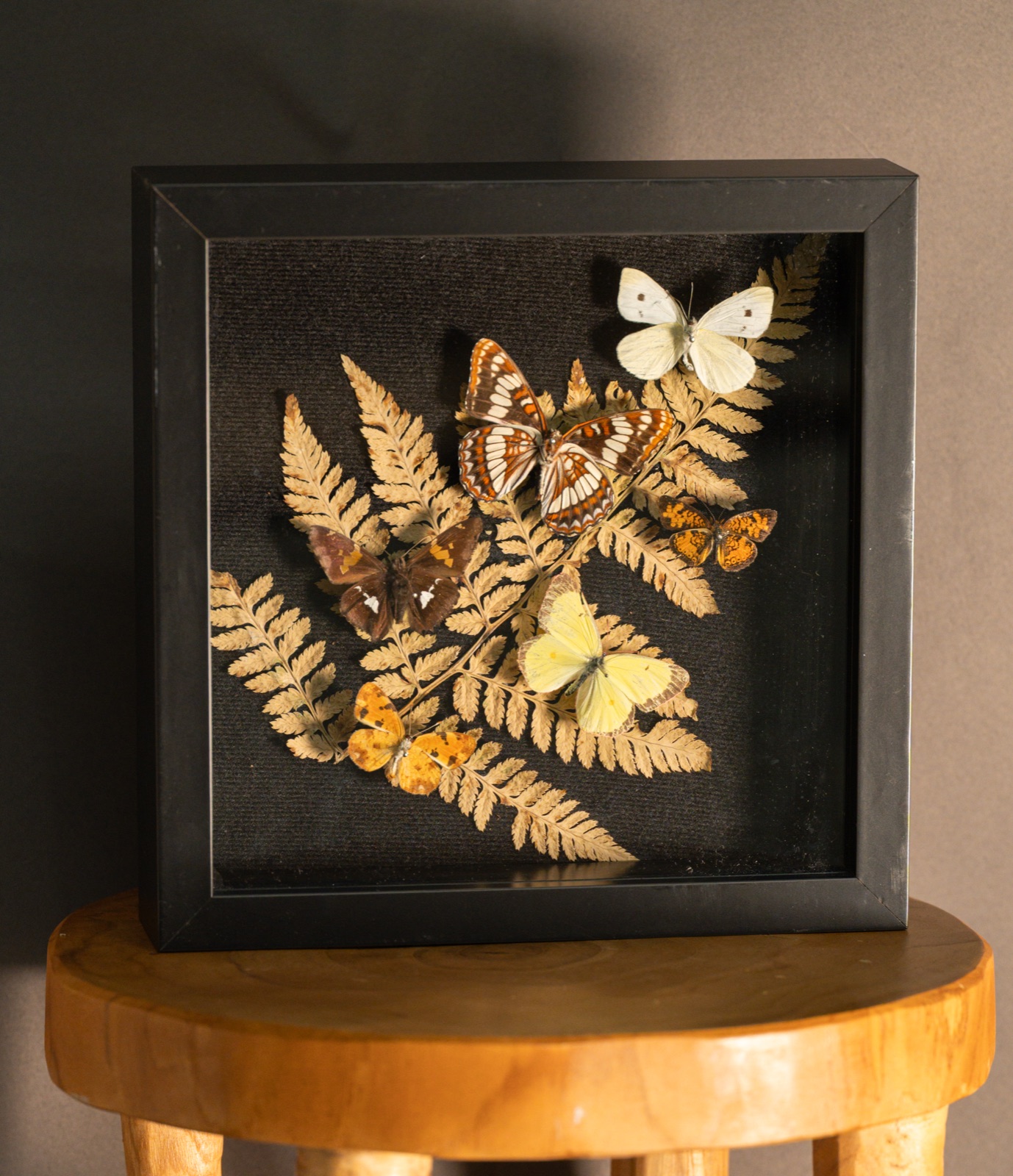 Six Butterflies and Bracken Fern