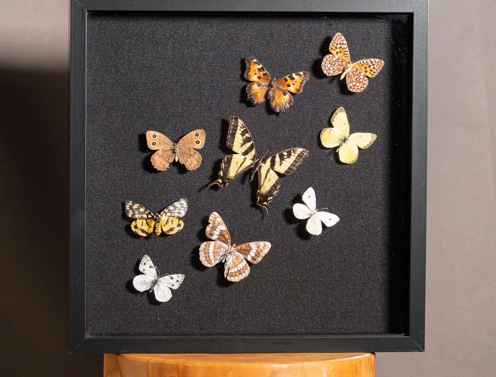 Nine Montana Butterflies in Flight